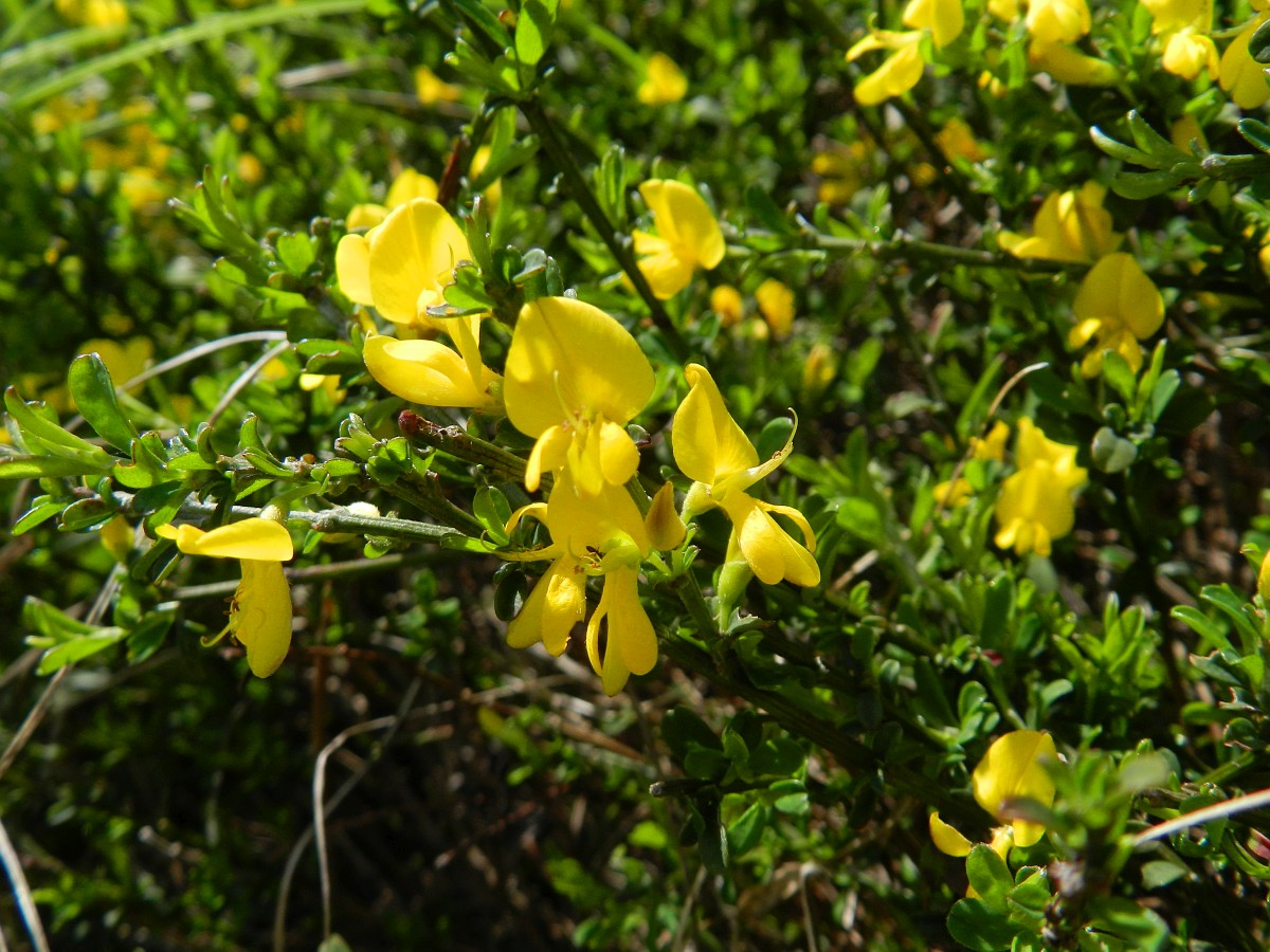 Genista Pilosa, Hairy Greenweed